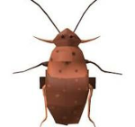 roach luvrs