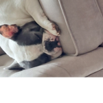 Milly mooster