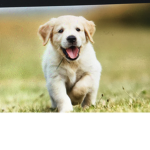Doggy studios :)