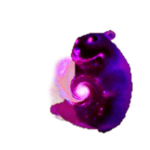 Galactic Chomik