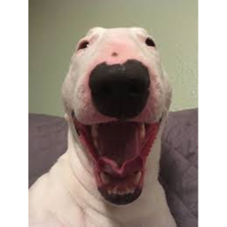 Walter Watches You Sleep AGAIN