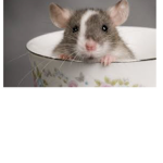I am rat I give chill coke