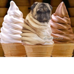 Pug ice cream
