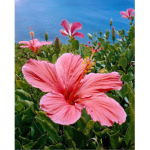Island Of Flowers