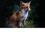 fox tow