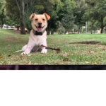 Team perros team gatos