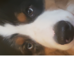 Dog army Fan group