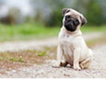 PUG HANGOUT (very cool)