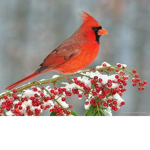 THE CARDINAL CLUB!