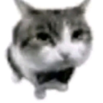 cannoncats