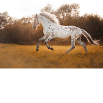 Horseuniverse