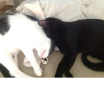 Kitten protectors