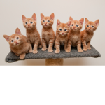 The Kitty Group Of Cats