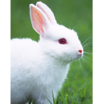 The bunsss