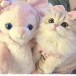 meowsiee