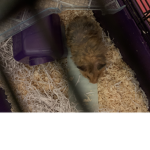 My Wonderful Hamster