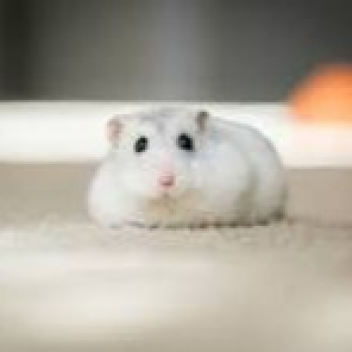 Hamsters vs Rats