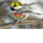 The JahBird Harvard School