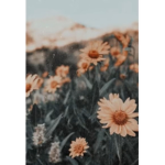 「 • Bloomlyns • 」