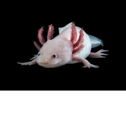 da axolotl game