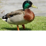 giving herbert the not duck robux