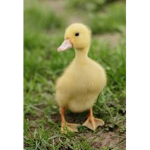 .The Duckie Cult.