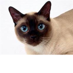 the emperial of cats