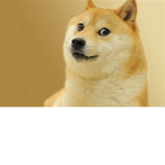 The Doge's!
