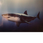 Ultimate Sharks