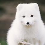 artic group idk