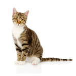 cat overloud