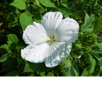 the white flowers