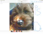 Coooooooool Dog