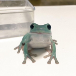 frogs < 3