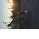 Graydog780