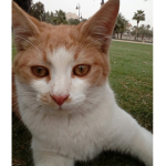 plscoolpet1