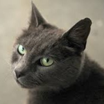 United Pixel Cats