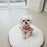 로벅스이벤트그룹