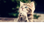 My cat are best