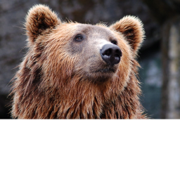bear camping (super fun)