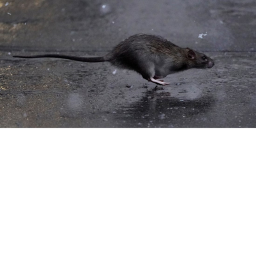 Rat Meeting Or Church