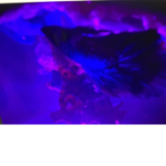 Betta fish my betta died