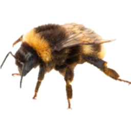 the hive