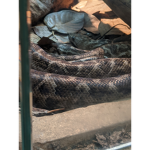 The rich snakes