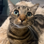 Flabby Tabbies