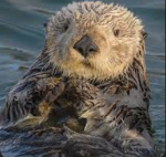I love otters and you cannot prove me otter wise