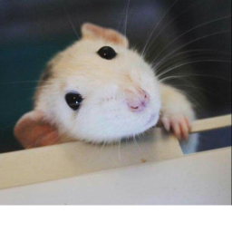 Rat castle