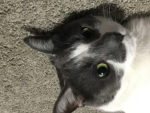 It’s a cat