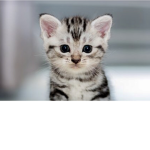 Jacks cats