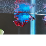 betta fish club